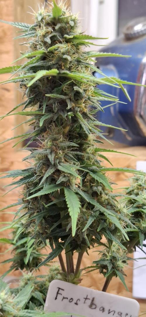 Frostbanger Test 1. Week 8