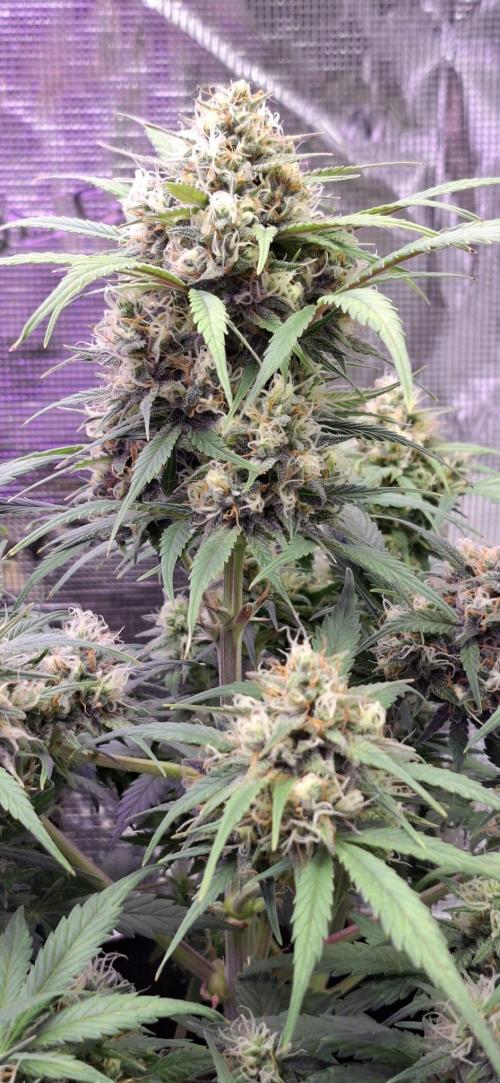 Frostbanger Test 1. Week 8