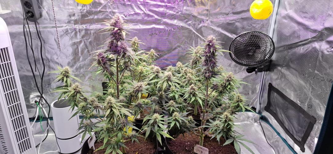 Frostbanger Test 1. Week 8