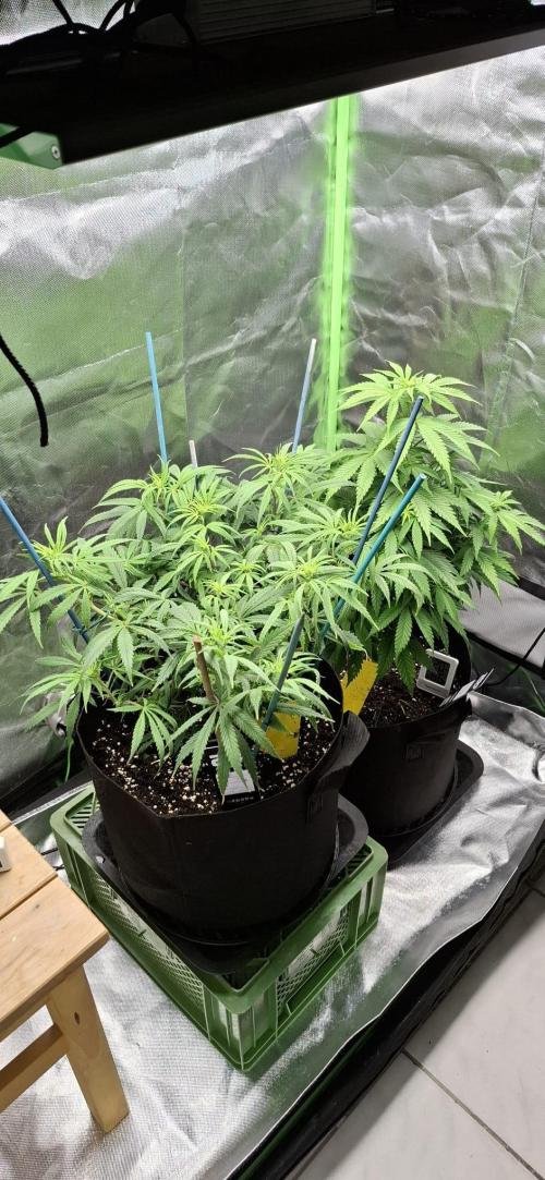 Hindu Kush fem. Test 2. Week 8