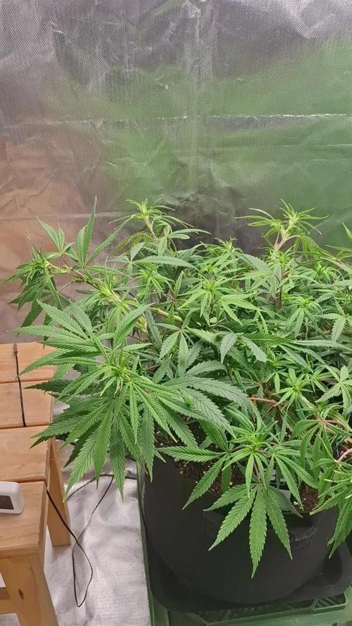 Hindu Kush fem. Test 2