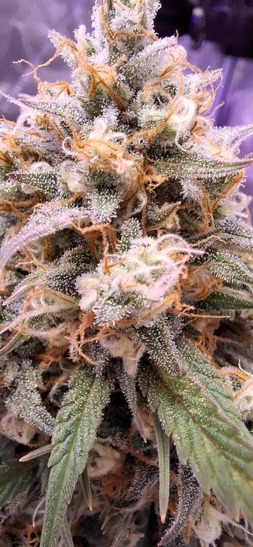 Frostbanger Test 1. Week 9 - Bin mir nicht sicher wann der richtige Zeitpunkt für die Ernte ist 🤔😬