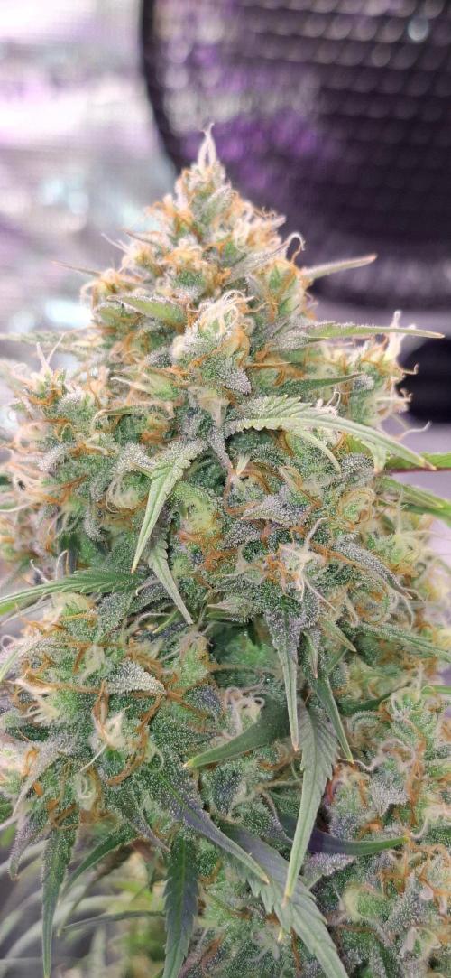 Frostbanger Test 1. Week 9