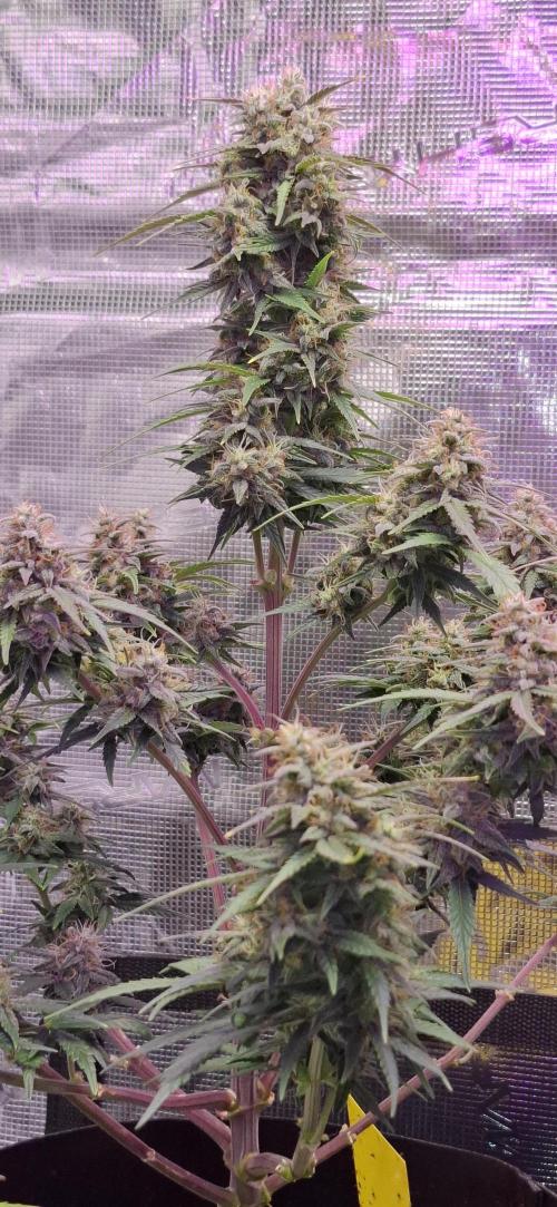 Frostbanger Test 1. Week 9