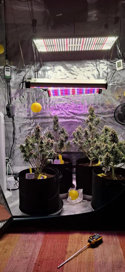 Frostbanger Test 1. Week 9