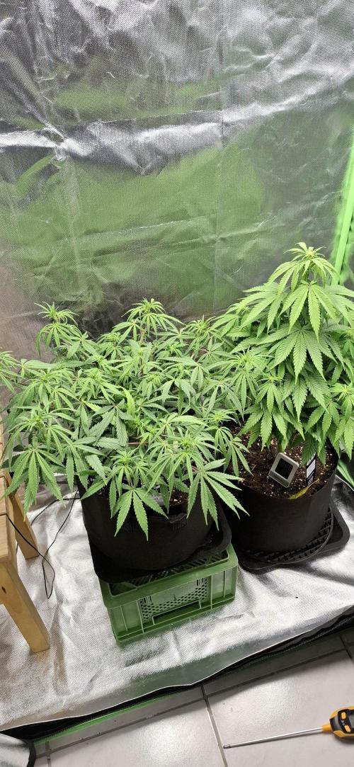 Hindu Kush fem. Test 2. Week 9