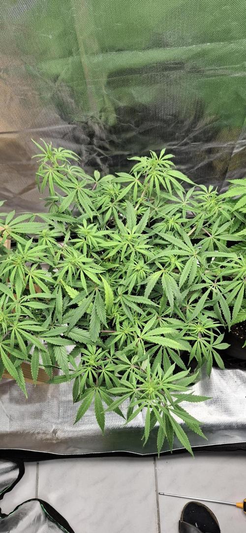 Hindu Kush fem. Test 2. Week 9