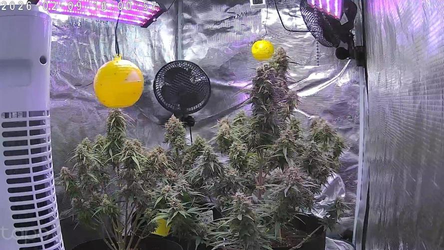 Frostbanger Test 1. Week 9 - 😍