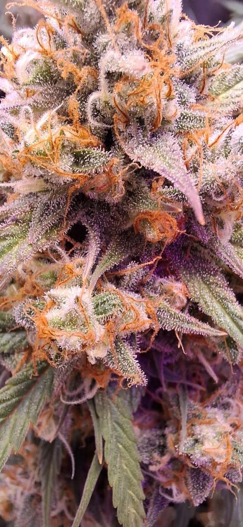 Frostbanger Test 1. Week 9 - update Frost 