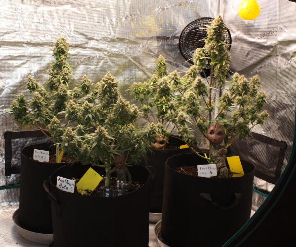 Frostbanger Test 1. Week 9 - update Groot 😍