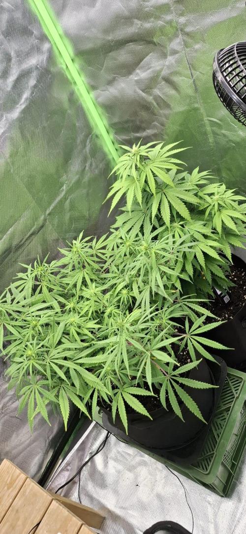 Hindu Kush fem. Test 2. Week 9 - update