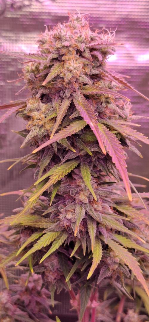 Frostbanger Test 1. Week 10