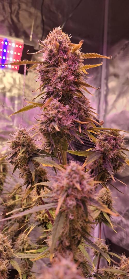 Frostbanger Test 1. Week 10