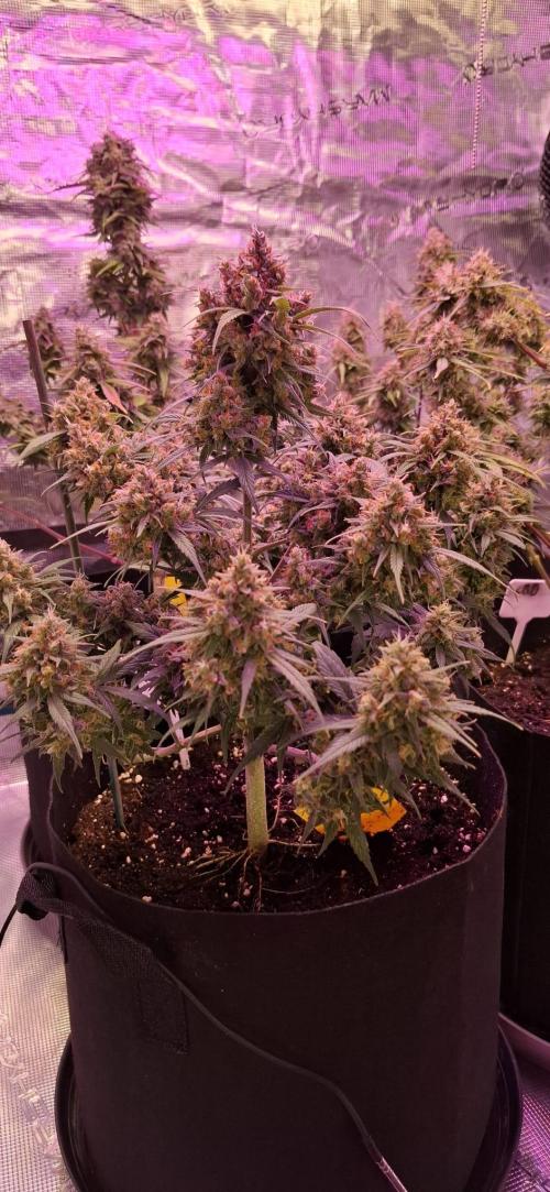 Frostbanger Test 1. Week 10