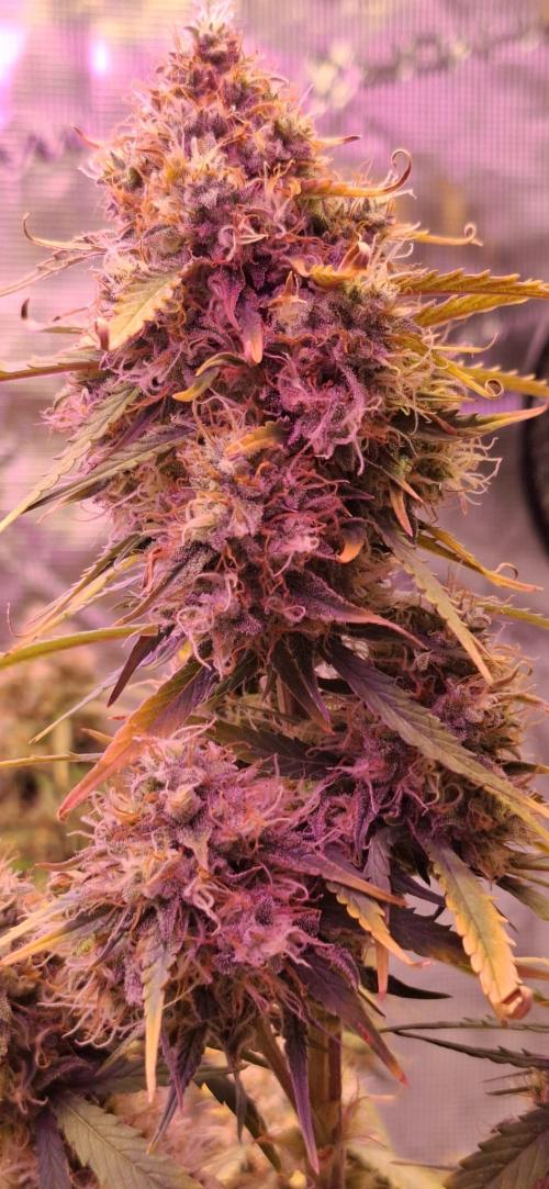 Frostbanger Test 1. Week 10