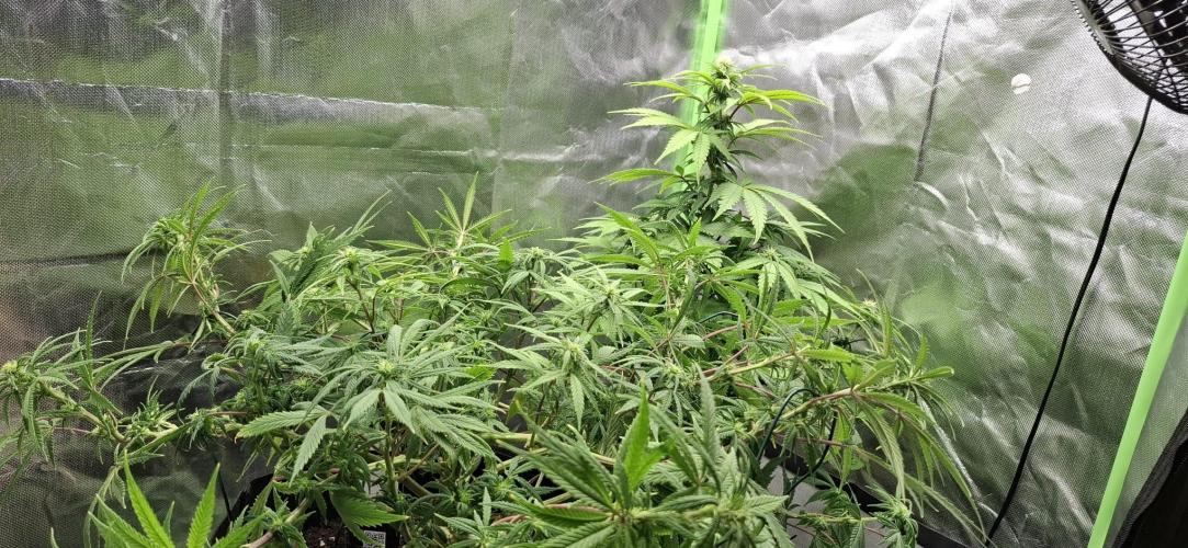 Hindu Kush fem. Test 2. Week 10