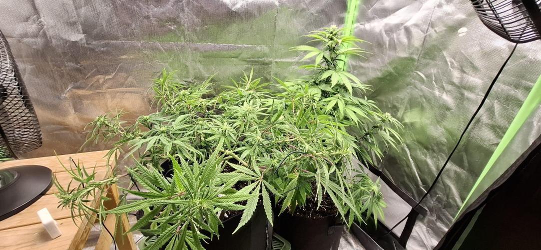 Hindu Kush fem. Test 2. Week 10