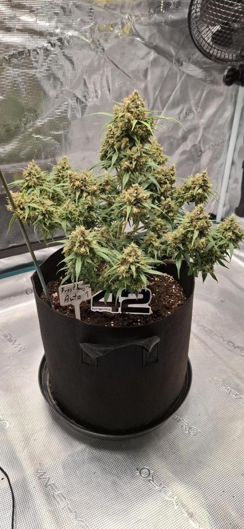 Frostbanger Test 1. Week 11 - Pflanze 1