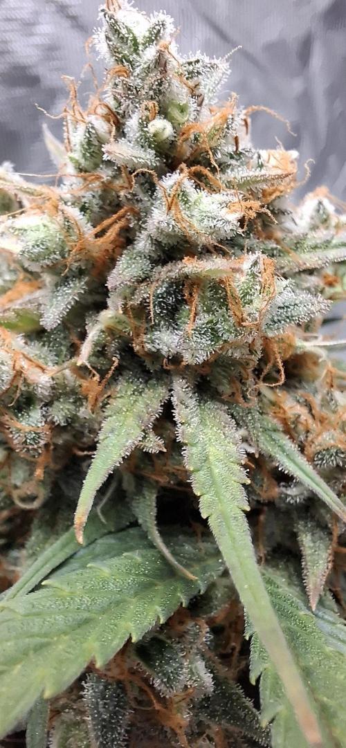 Frostbanger Test 1. Week 11 - Pflanze 1
