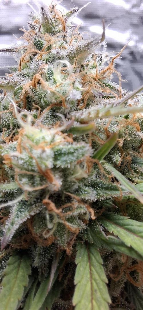 Frostbanger Test 1. Week 11 - Pflanze 2