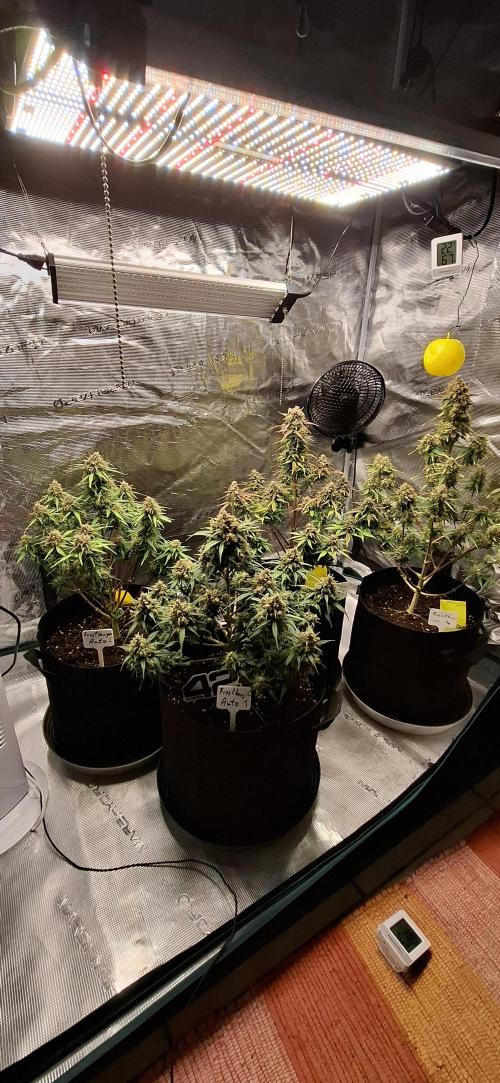 Frostbanger Test 1. Week 11