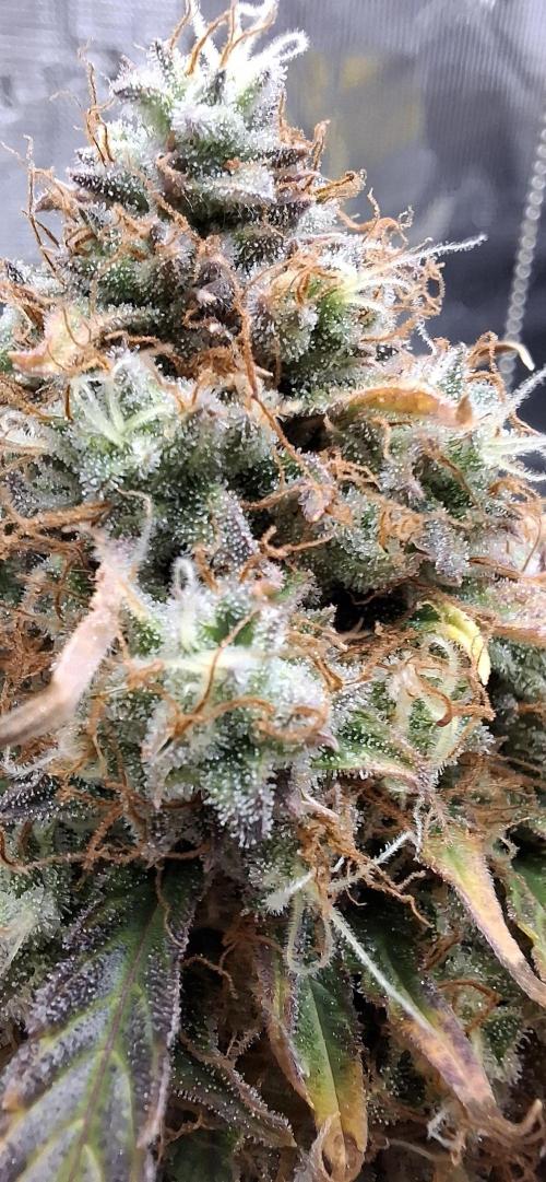 Frostbanger Test 1. Week 11 - Pflanze 4
