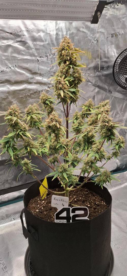 Frostbanger Test 1. Week 11 - Pflanze 4