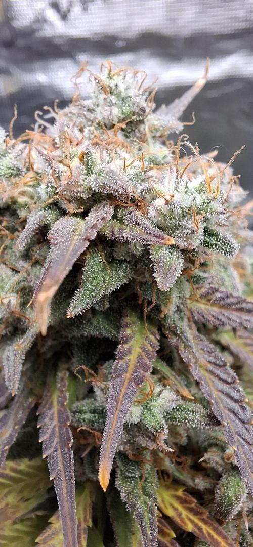 Frostbanger Test 1. Week 11 - Pflanze 3