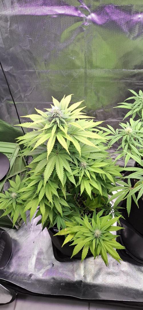 Hindu Kush fem. Test 2. Week 11 - Die natürlich wachsende wächst schön ,wird groß und bekommt schöne Blüten. 