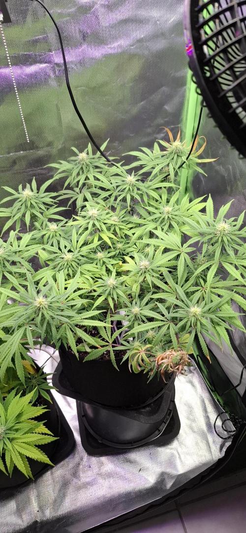 Hindu Kush fem. Test 2. Week 11 - Die Getoppte wächst schon in die Breite und bekommt jede Menge tolle Blüten. 
