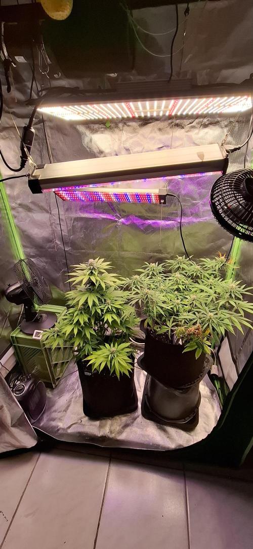 Hindu Kush fem. Test 2. Week 11