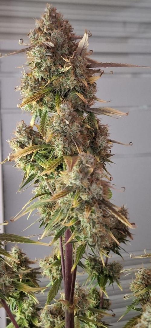 Frostbanger Test 1. Week 12