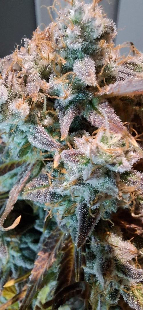 Frostbanger Test 1. Week 12 - Pflanze 3