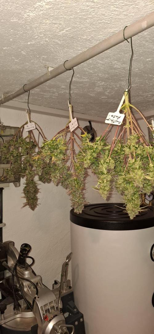Frostbanger Test 1. Week 12 - Trocknung