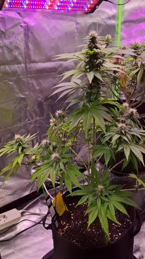 Hindu Kush fem. Test 2
