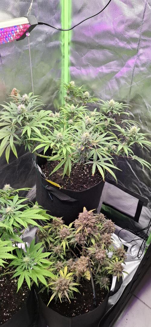 Hindu Kush fem. Test 2. Week 12