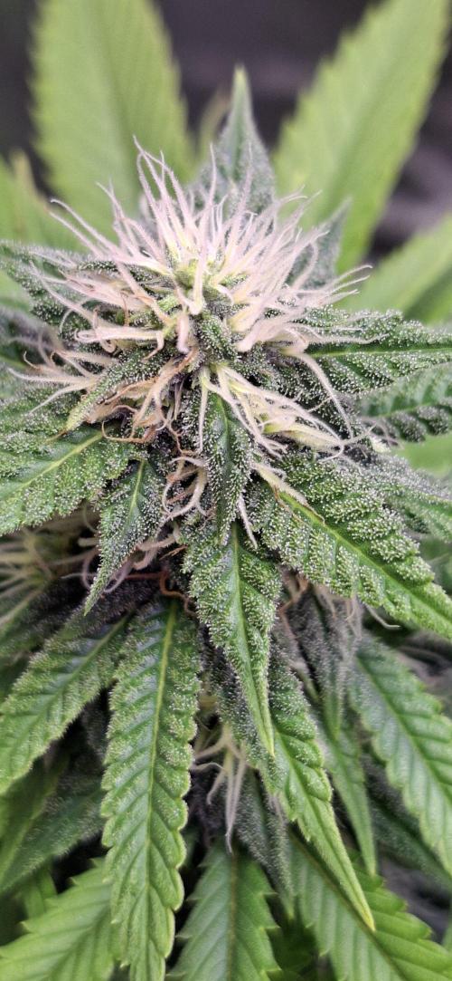 Hindu Kush fem. Test 2. Week 12