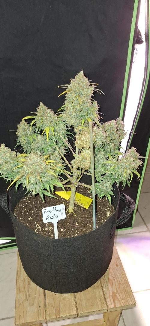 Frostbanger Test 1. Week 12