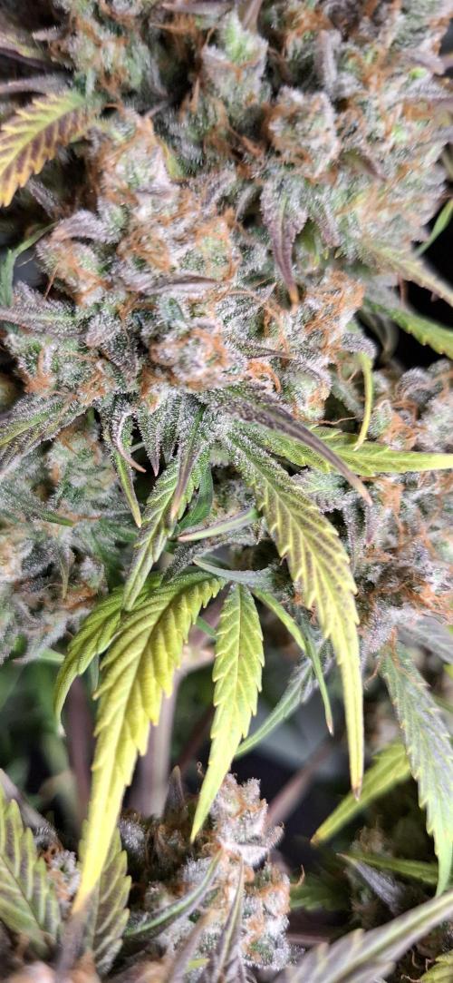 Frostbanger Test 1. Week 12