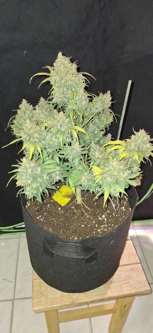 Frostbanger Test 1. Week 12