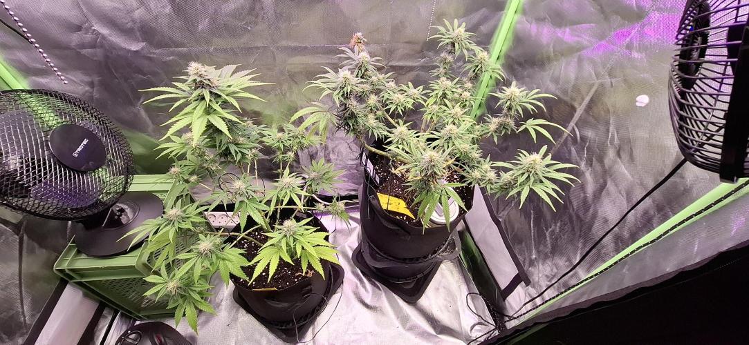Hindu Kush fem. Test 2. Week 13