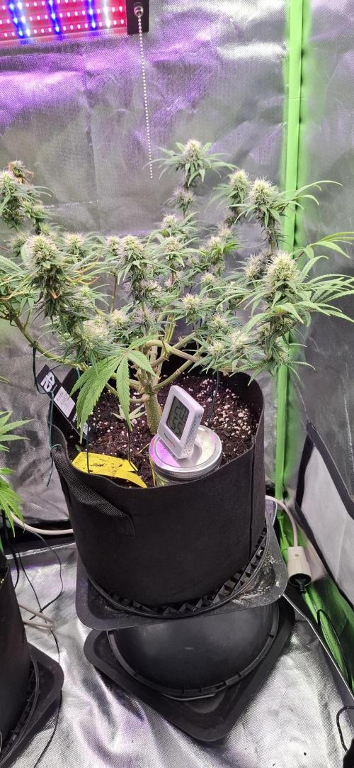 Hindu Kush fem. Test 2. Week 13