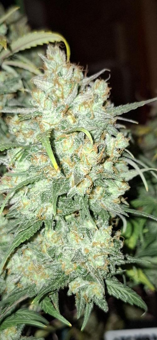 Hindu Kush fem. Test 2. Week 13