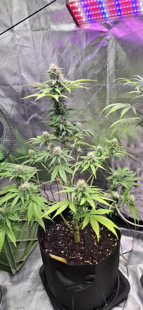 Hindu Kush fem. Test 2. Week 13