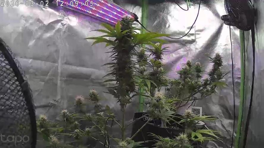 Hindu Kush fem. Test 2. Week 13