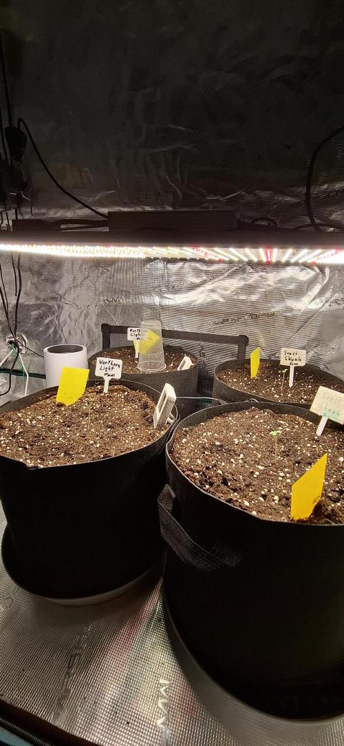Northern Ligths Fem. u. Sensi Skunk Fem.. Week 0