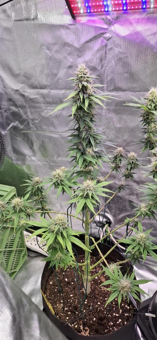 Hindu Kush fem. Test 2. Week 14