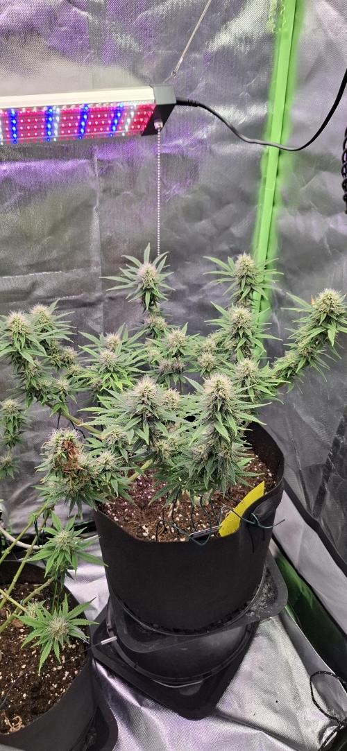 Hindu Kush fem. Test 2. Week 14