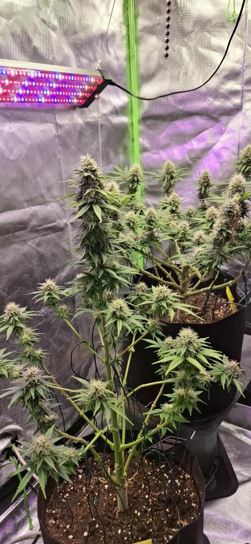 Hindu Kush fem. Test 2. Week 14