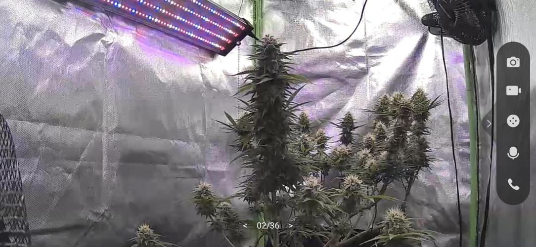 Hindu Kush fem. Test 2. Week 14